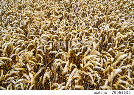 South Downs National Park, Sussex, England, UK. A field of wheat blowing in the wind. Motion blur as the golden wheat is moving. Wheat is a common crop on the South Downs. South Downs National Park, Sussex, England, UK. A field of wheat blowing in the wind. Motion blur as the golden wheat is moving. Wheat is a common crop on the South Downs. 79063639