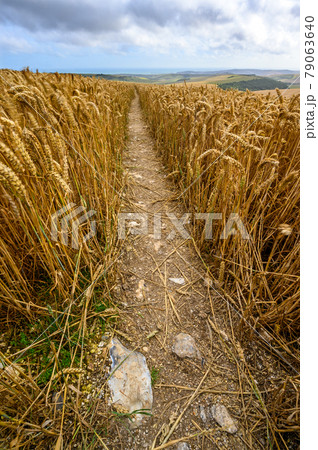 South Downs National Park, Sussex, England, UK. Footpath through a wheat field near Firle Beacon and Newhaven with views to the coast and English Channel. Wheat is a common crop on the South Downs. 79063640