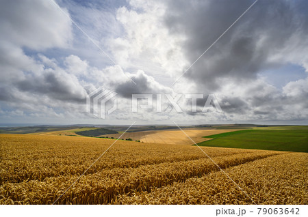 South Downs National Park, Sussex, England, UK. Wheat field near Firle Beacon and Newhaven with views to the south coast and English Channel. Wheat is a common crop on the South Downs. South Downs National Park, Sussex, England, UK. Wheat field near Firle Beacon and Newhaven with views to the south coast and English Channel. Wheat is a common crop on the South Downs. 79063642