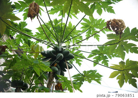 花梨 草木瓜 ボケの花 79063851