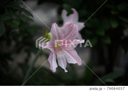 アマリリス ヒッペアストルム属 花 79064057