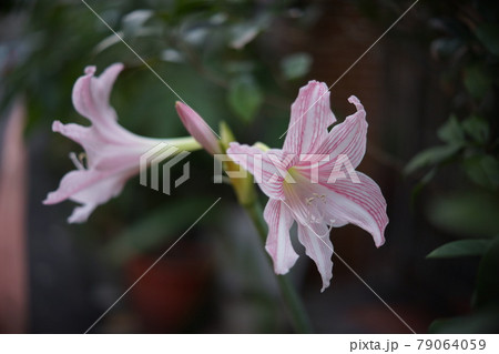 アマリリス ヒッペアストルム属 花 79064059