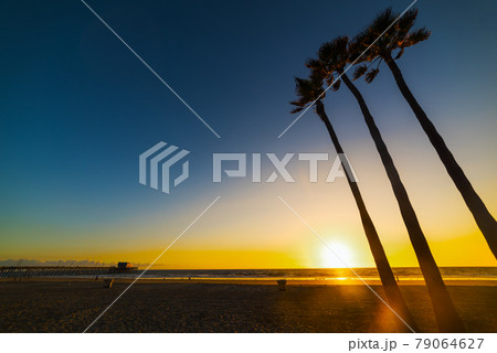 Palm trees by the sea in Newport Beach at sunset 79064627