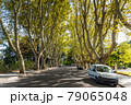 Plane trees in Promenade of the Janiculum 79065048
