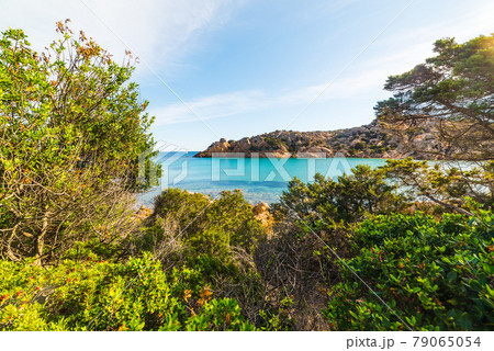 Plants by the sea in Spalmatore beach 79065054