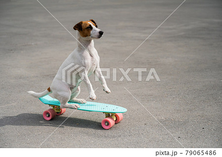 The dog rides a penny board outdoors. Jack russell terrier performing tricks on a skateboard 79065486