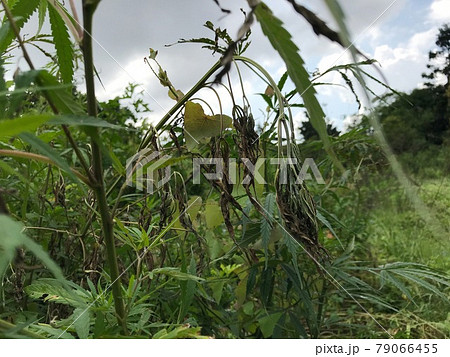 南アジアに自生するリアル乾燥大麻 その1 79066455