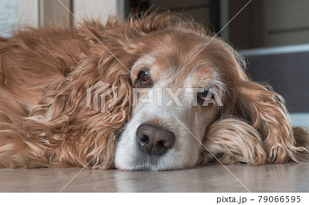 bored dog is lying on the floor. pet is waiting for the owner. Red Cocker Spaniel. 79066595