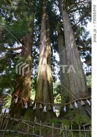 高野山金剛三昧院　境内の神木　和歌山県高野町 79066940