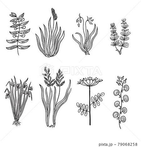 Big set of vintage original line art marsh plants. 79068258
