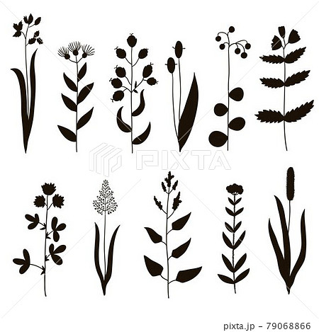 Big set of vintage original silhouette of meadow plants. Big set of vintage original silhouette of meadow plants. 79068866