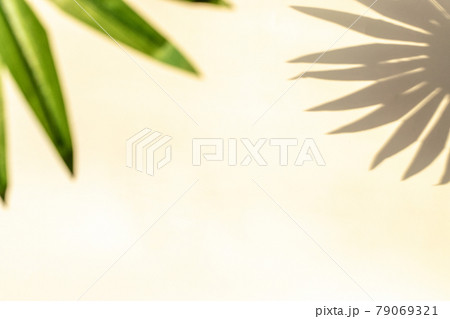 Wall shadow summer background. Plant leaf shadows on white wall in abstract tropical sunlight texture. Minimal exotic concept. Creative copy space for overlay on product presentation, mockup. Wall shadow summer background. Plant leaf shadows on white wall in abstract tropical sunlight texture. Minimal exotic concept. Creative copy space for overlay on product presentation, mockup. 79069321