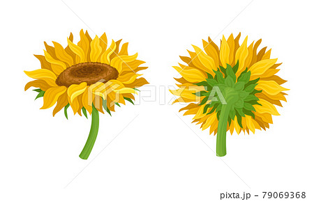 Sunflower Agricultural Plant with Yellow Petals and Seeds Vector Set 79069368