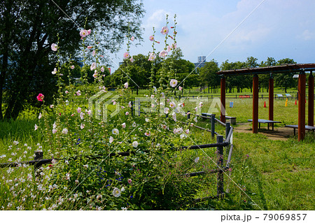淡いピンク色のタチアオイの花　梅雨の谷間の青い空　尾久の原公園 79069857