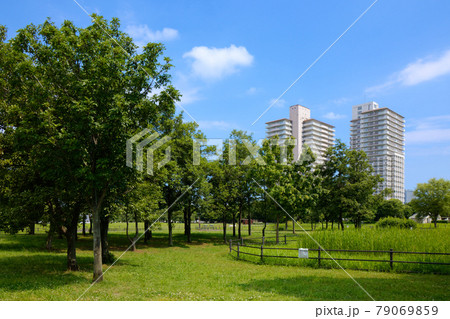 尾久の原公園の林の若葉に新緑と青い空 尾久の原公園の林の若葉に新緑と青い空 79069859