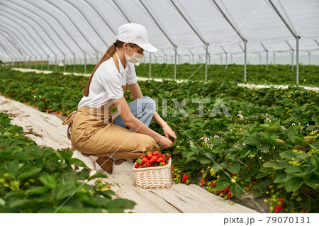 Beautiful woman picking ripe strawberries in greenhouse. Beautiful woman picking ripe strawberries in greenhouse. 79070131
