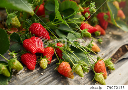 Ripe organic strawberry bush in modern greenhouse. Ripe organic strawberry bush in modern greenhouse. 79070133