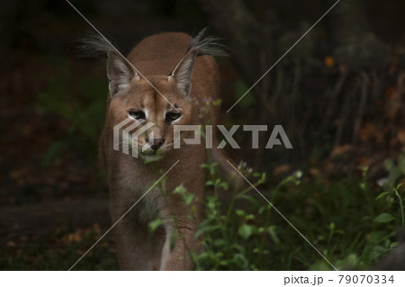 Photo of caracal in everning forest. 79070334