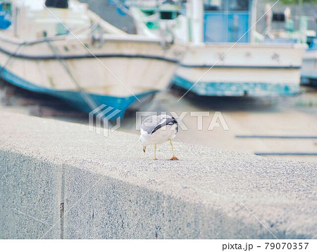 新潟県村上市 中浜漁港のカモメ 79070357