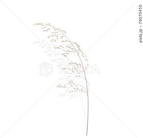 Vector stock illustration of meadow grass. Cream branch Wild dry herbal sways in the wind. Panicle feather flower head plumesstep. Soft pink color. Template for a wedding card. 79070450