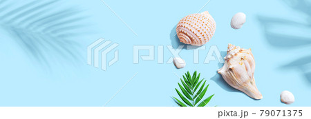 Summer concept with seashells and a palm leaf 79071375