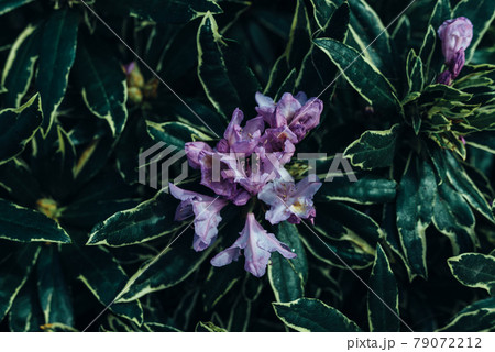 Flowers on a flowering bush. Plant, green leaves. summer natural background 79072212