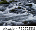 清流のアオサギ 79072558