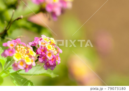 ピンクと黄色の咲き初めの二輪の七変化の花 79073180