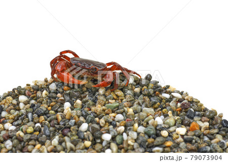 サワガニ 79073904