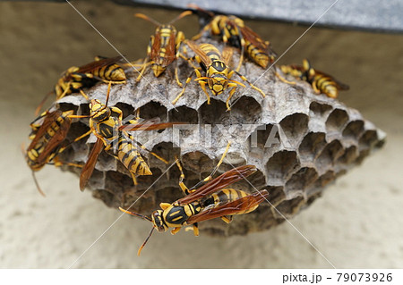 アシナガバチの巣作り 79073926