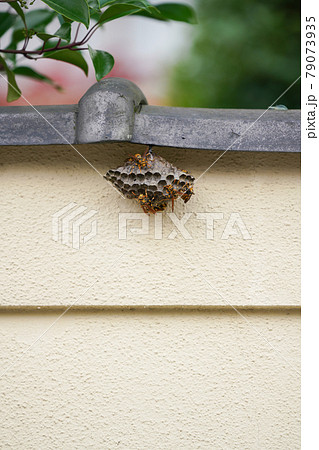 アシナガバチの巣作り 79073935