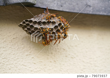 アシナガバチの巣作り アシナガバチの巣作り 79073937