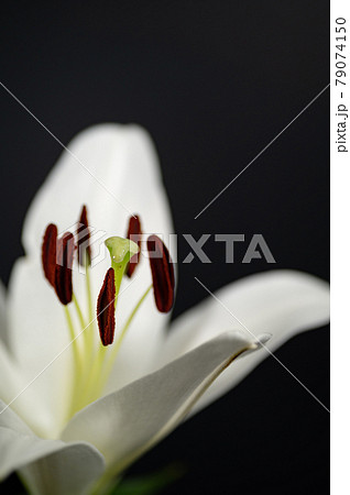 ユリの女王カサブランカマクロ撮影 ユリの女王カサブランカマクロ撮影 79074150