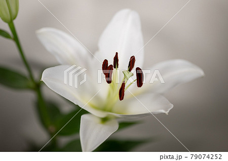 ユリの女王カサブランカ ユリの女王カサブランカ 79074252