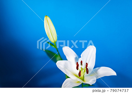 ユリの女王カサブランカブルーバック ユリの女王カサブランカブルーバック 79074737