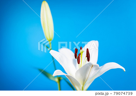 ユリの女王カサブランカブルーバックの写真素材