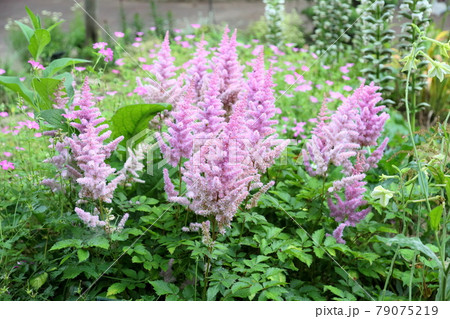 アスチルベの花　ルックアットミー 79075219