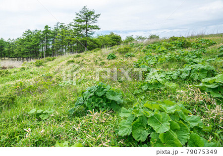山に自生するマルバダケブキの葉 79075349