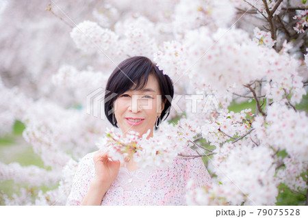横浜の桜を楽しむ ミドルシニア女性 ライフタイル 横浜の桜を楽しむ ミドルシニア女性 ライフタイル 79075528