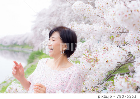 横浜の桜を楽しむ ミドルシニア女性 ライフタイル 横浜の桜を楽しむ ミドルシニア女性 ライフタイル 79075553