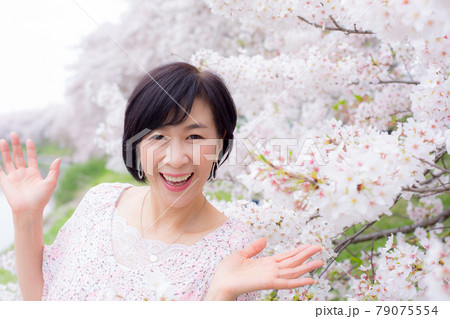 横浜の桜を楽しむ ミドルシニア女性 ライフタイル 横浜の桜を楽しむ ミドルシニア女性 ライフタイル 79075554