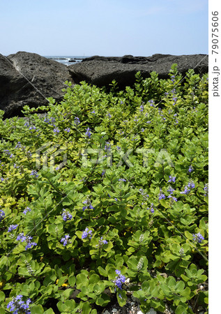 ハマゴウの海辺 79075606