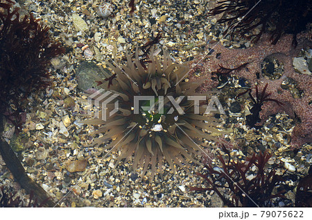 ミドリイソギンチャク　触手を広げたミドリイソギンチャク 79075622