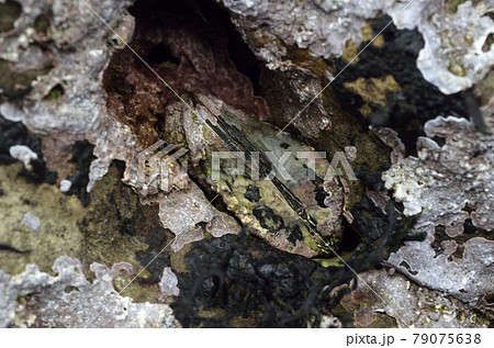 カリガネエガイ 岩の隙間の貝 カリガネエガイ 岩の隙間の貝 79075638