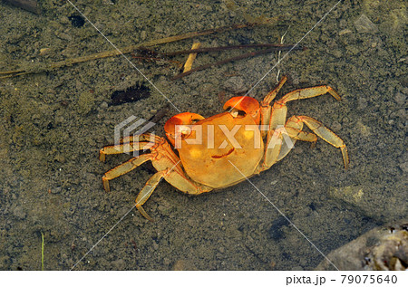 カニの脱皮殻 アカテガニ カニの脱皮殻 アカテガニ 79075640