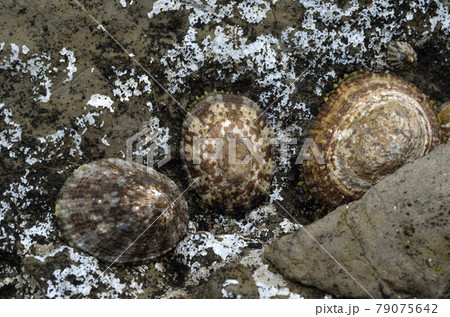 ベッコウガサガイ ベッコウガサガイ 79075642