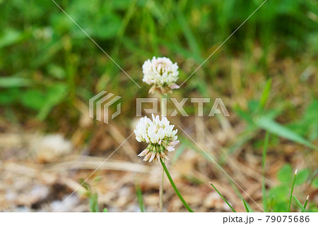 一面のシロツメクサ 79075686