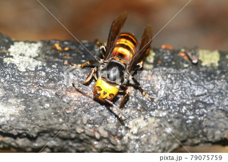オオスズメバチ 79075759