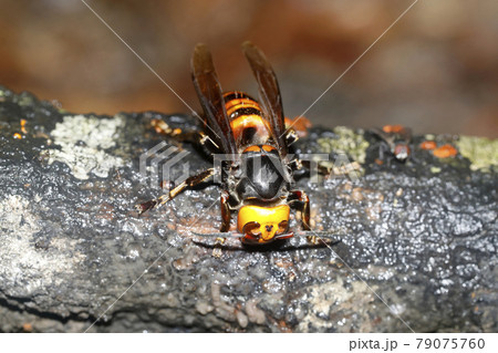 オオスズメバチ 79075760