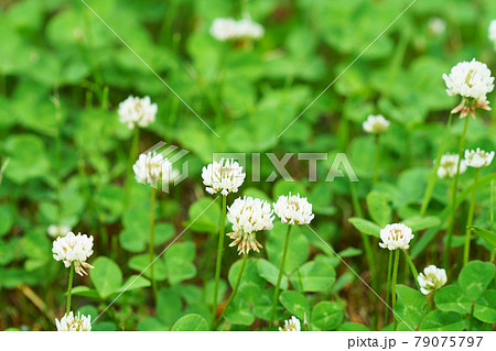 一面のシロツメクサ 79075797